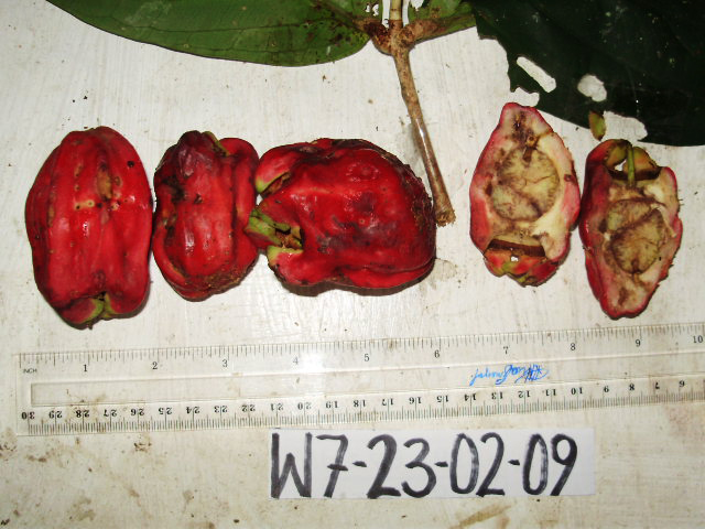 Syzygium amplum image