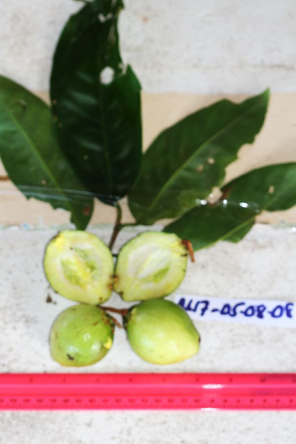Garcinia maluensis image