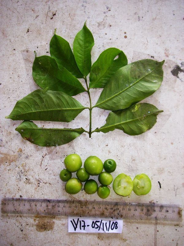 Garcinia assugu image