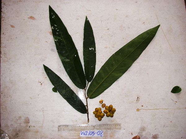 Pseuduvaria nova-guineensis image