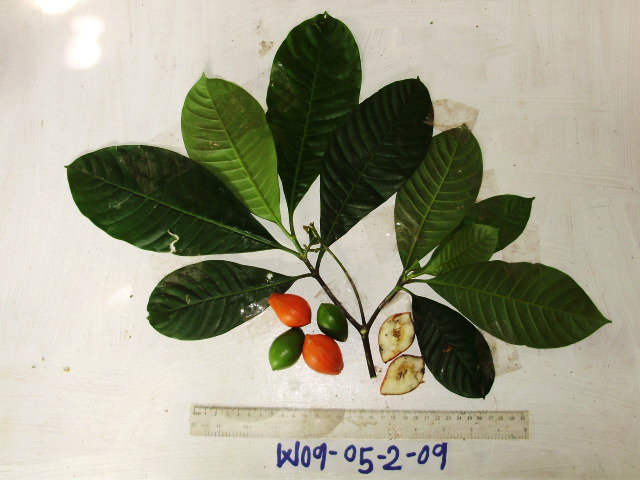 Voacanga grandifolia image