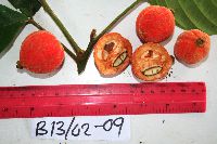 Chisocheton lasiocarpus image