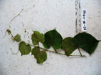 Cayratia geniculata image