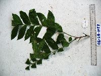 Ailanthus integrifolia image