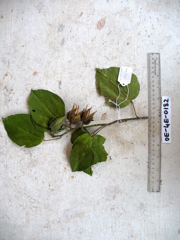 Papuodendron image