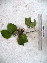 Papuodendron lepidotum image