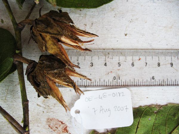 Papuodendron lepidotum image