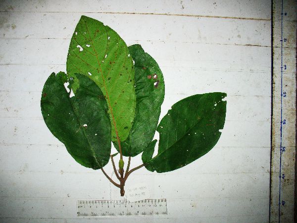 Guettarda speciosa image