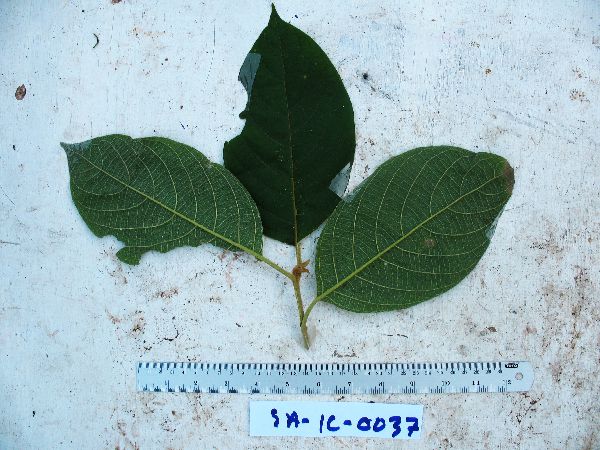 Callicarpa pentandra image