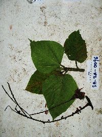 Ficus pungens image