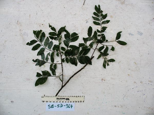 Dictyoneura obtusa image