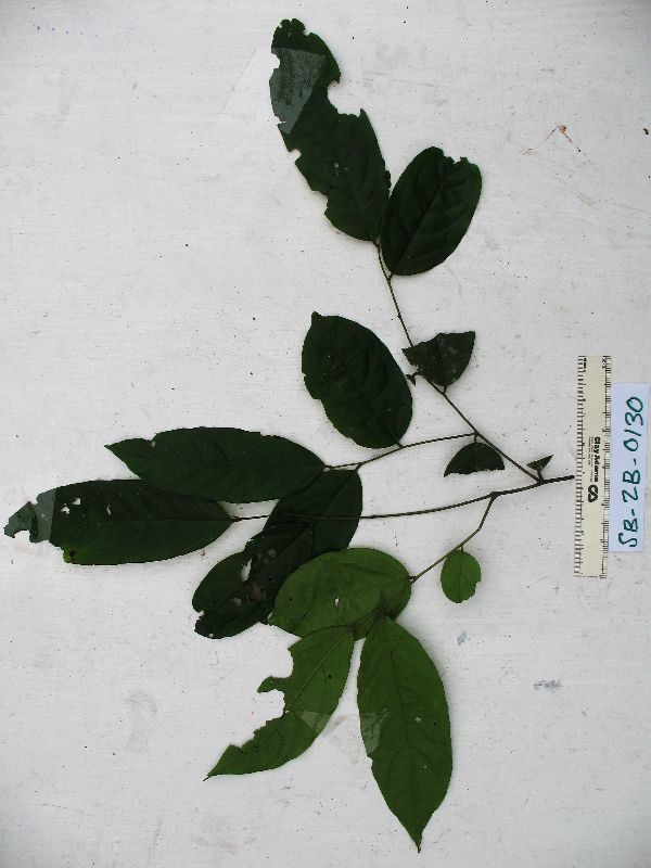 Diospyros hebecarpa image