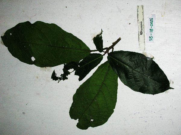 Ficus copiosa image