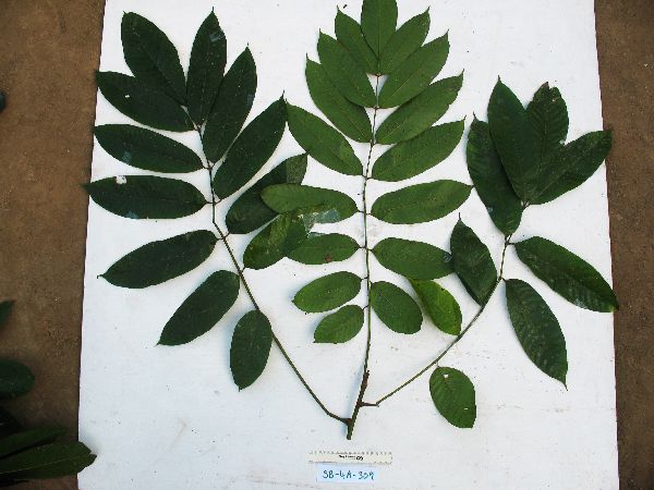 Canarium vitiense image