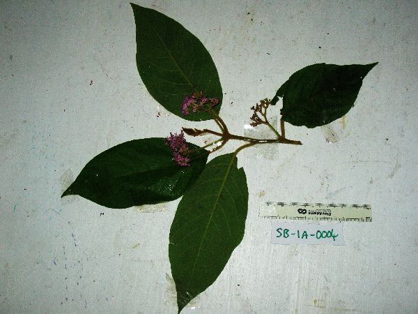 Callicarpa pentandra image