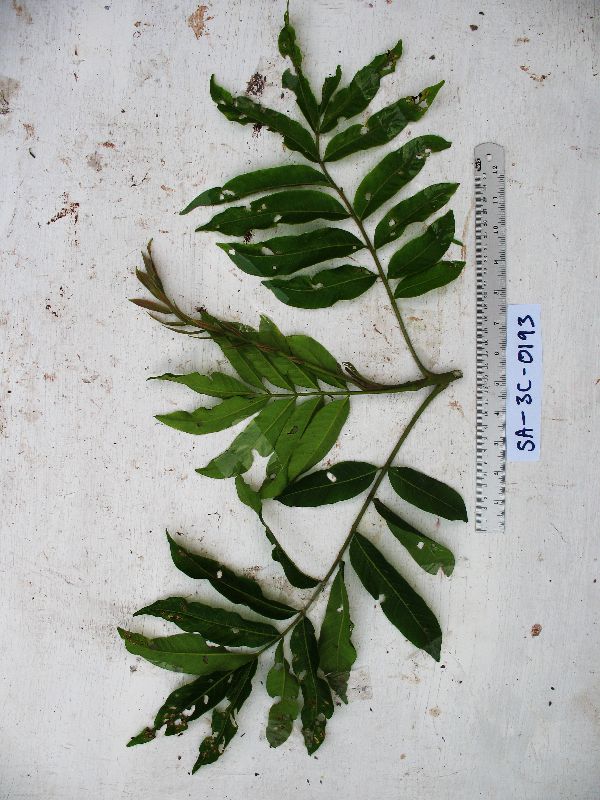 Rhus taitensis image