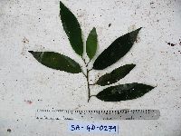 Image of Horsfieldia sinclairii