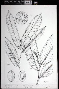 Horsfieldia sylvestris image