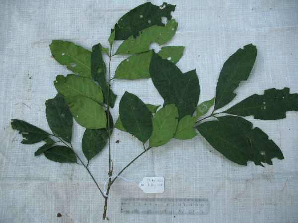 Dysoxylum image