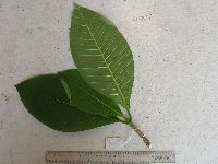 Voacanga grandifolia image