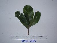 Image of Elaeocarpus schlechterianus