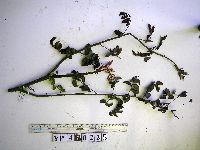 Caesalpinia bonduc image