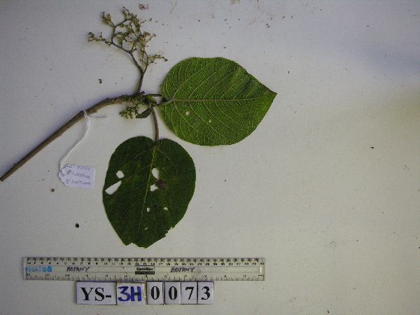 Dendrocnide cordata image