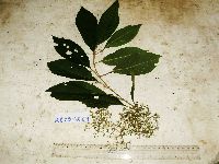 Image of Callicarpa longifolia
