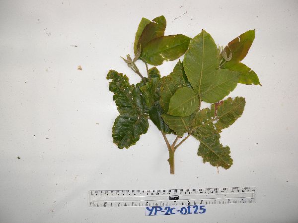 Melicope denhamii image