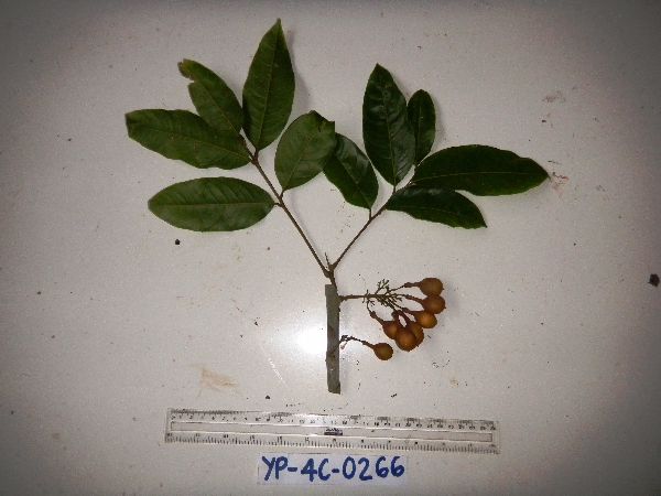 Mischocarpus pyriformis image