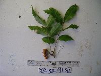 Mischocarpus grandissimus image
