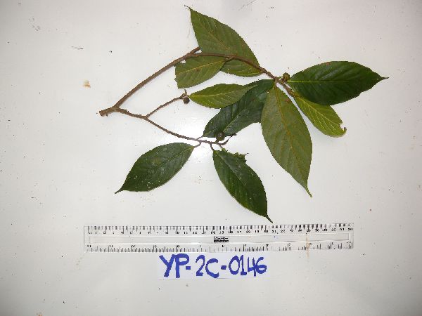 Ficus erythrosperma image