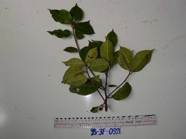 Ficus adenosperma image