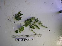 Image of Gouania microcarpa