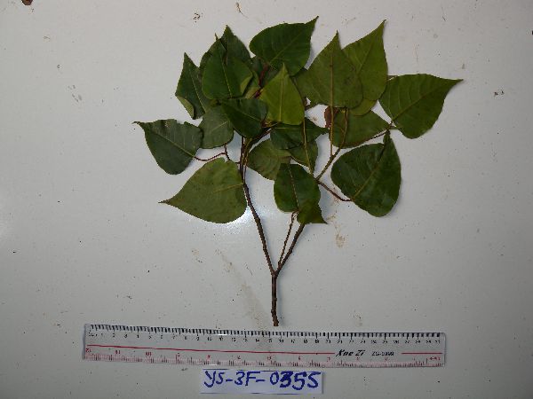 Homalanthus novoguineensis image