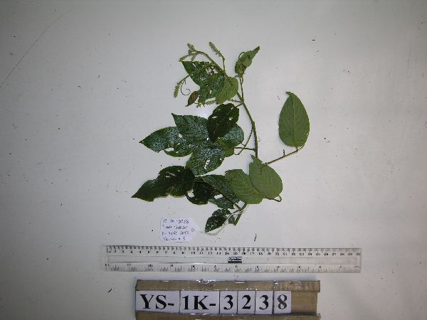 Gouania microcarpa image