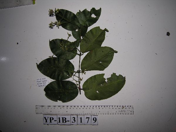 Ichnocarpus image