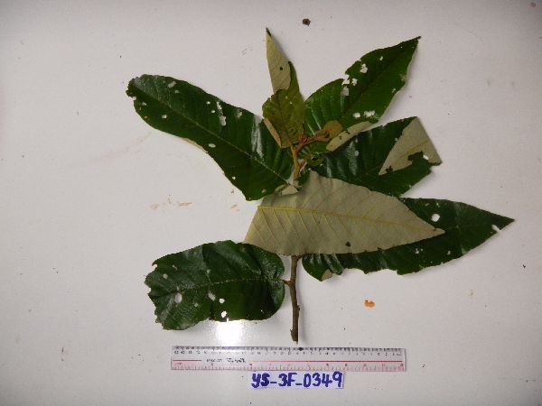 Alphitonia incana image