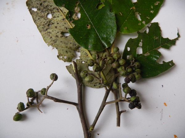 Alphitonia incana image