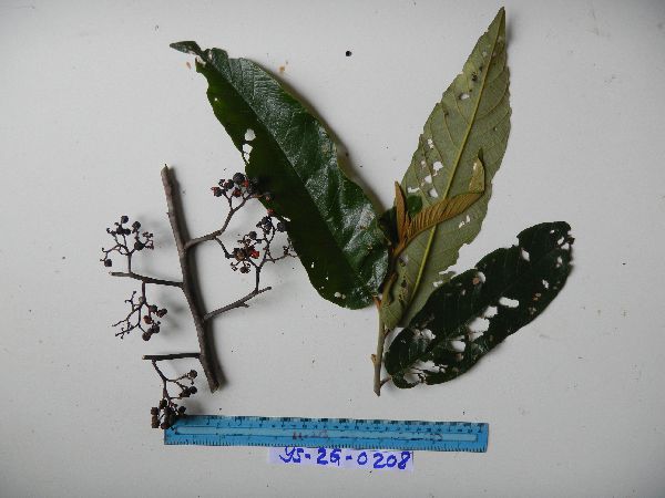 Alphitonia incana image