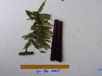 Image of Cyathea auriculifera
