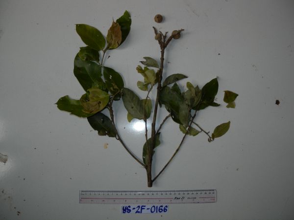 Lithocarpus celebicus image
