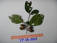 Image of Nauclea tenuiflora