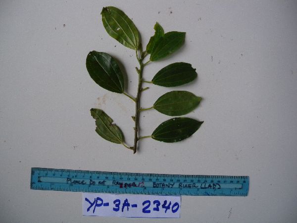Nothocnide melastomatifolia image