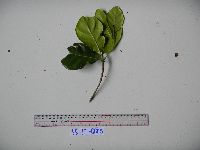 Neuburgia corynocarpa image