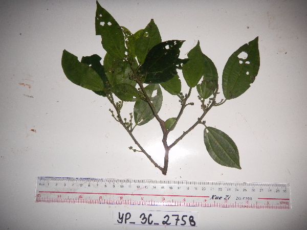 Nothocnide repanda image