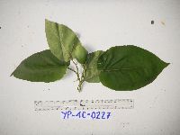 Image of Solanum betaceum