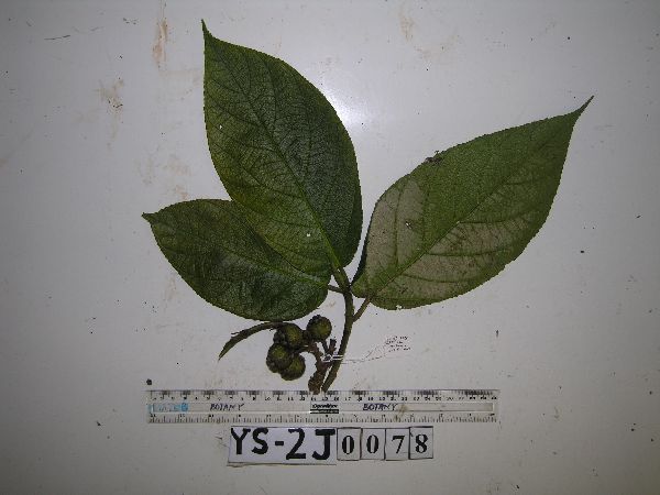 Ficus calopilina image