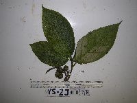 Image of Ficus calopilina