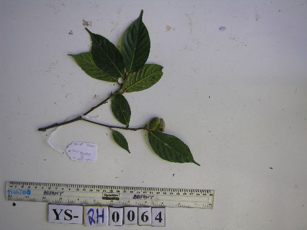 Ficus erythrosperma image